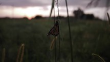 Monarch butterfly in summer nature on grass in sunlight on flower in cinematic slow motion.