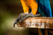 claws and feet of a military macaw parrot