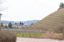 winter vineyard 
