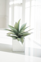A green succulent plant in a white vase on a white surface.