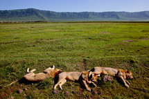 Lions resting 