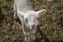 innocent lamb