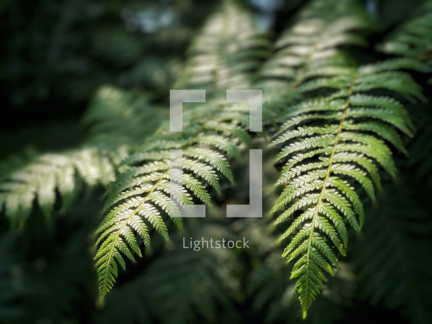 ferns in a forest 