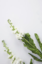 white flowers on a white background 