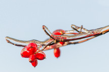 icy branches with red berries 