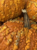bumpy pumpkins closeup