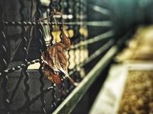 fall leaves in a fence 