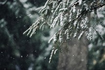 falling snow and evergreen branches 