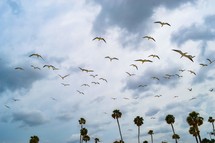 flock of birds over palm trees 