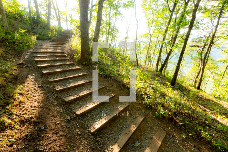Wooden steps at an incline through forest