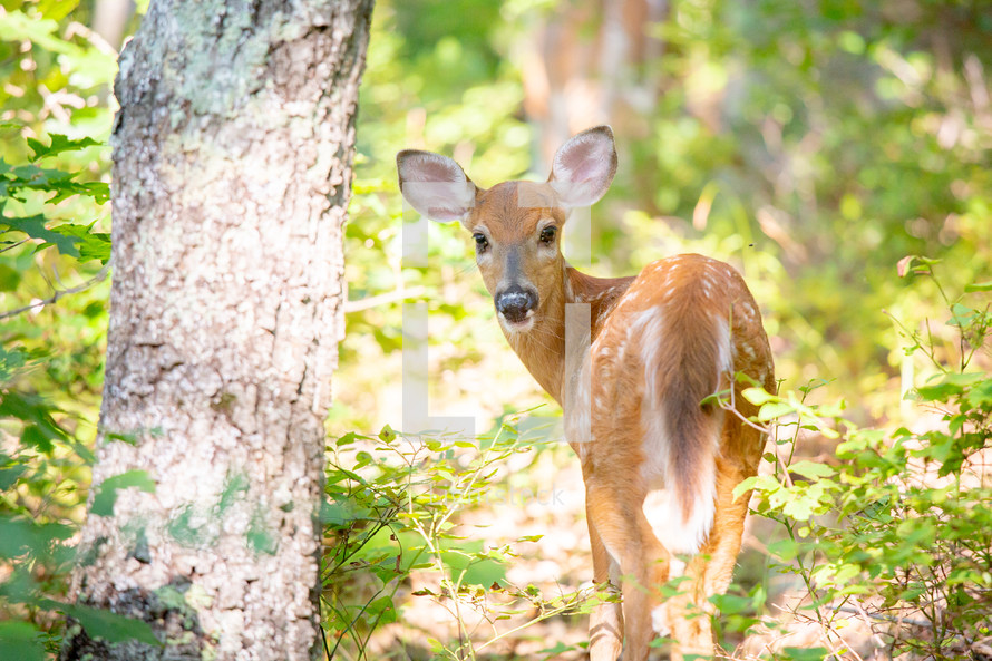 White Tail deer fawn in bright forest