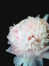 light pink flowers against a black background 