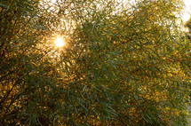 sunburst and bokeh sunlight background 