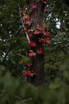 red leaves on vines wrapped around a tree trunk 