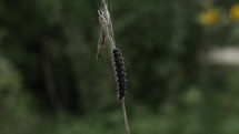 Caterpillar crawling in cinematic slow motion in on stick with green, summer, green plants in background.