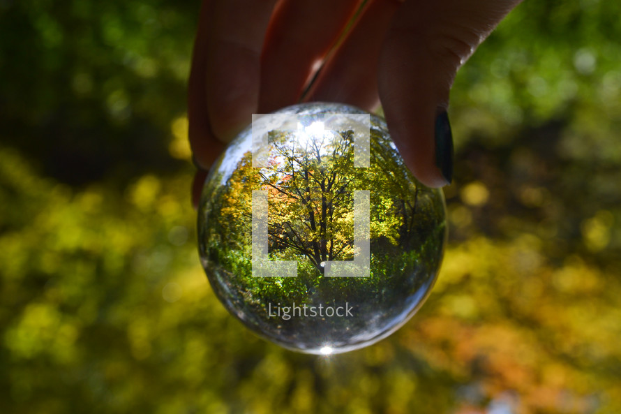 glass orb view of trees in a forest 