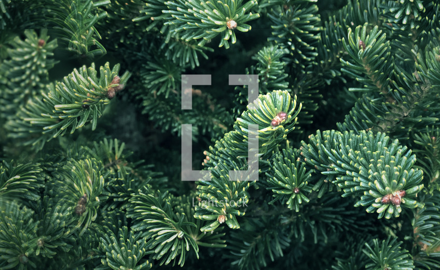 Christmas tree green douglas fir texture background