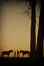Horses under trees at sunset