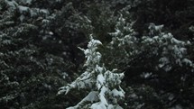 Snowflakes falling on green pine trees in cinematic slow motion in Christmas, winter, snow storm.