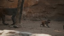 Mother Rhesus Macaque Following An Infant Jumping In Front Of Her In The Zoo. - tracking	