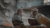 Two Rhesus Monkeys Sitting On Wood In The Wilderness. Macaca Mulatta. wide	