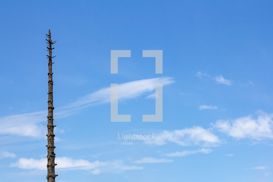 Tree with all branches cut off isolated against a blue sky with wispy clouds
