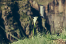 Tulip and Waterfall.