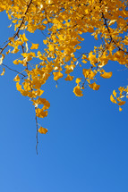 ginkgo leaves on a tree branch 