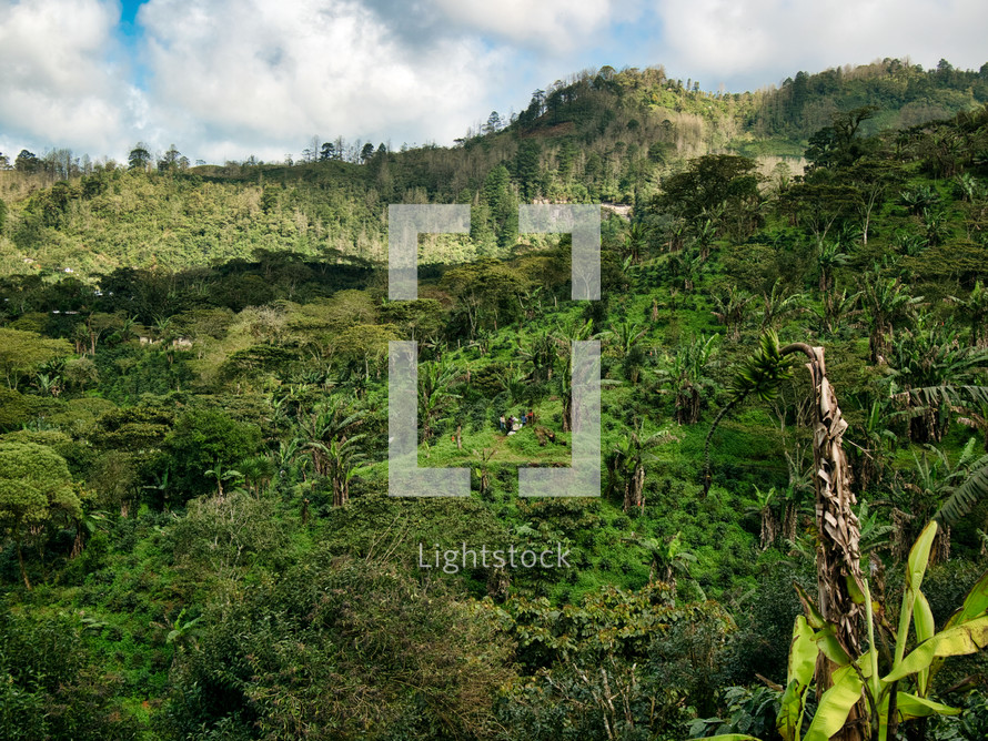 Coffee farm in Honduras 