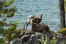 Big horn sheep and lamb on a rock beside water