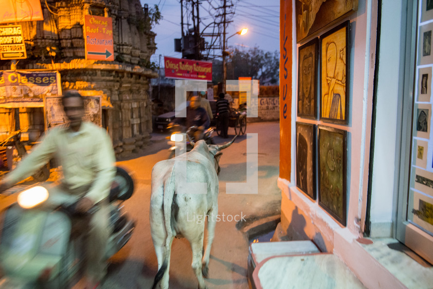 motorcycles and cow on the streets of India 