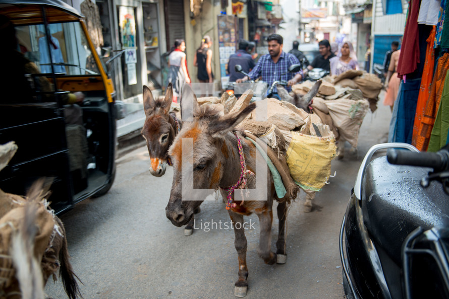 donkeys on the streets of India 