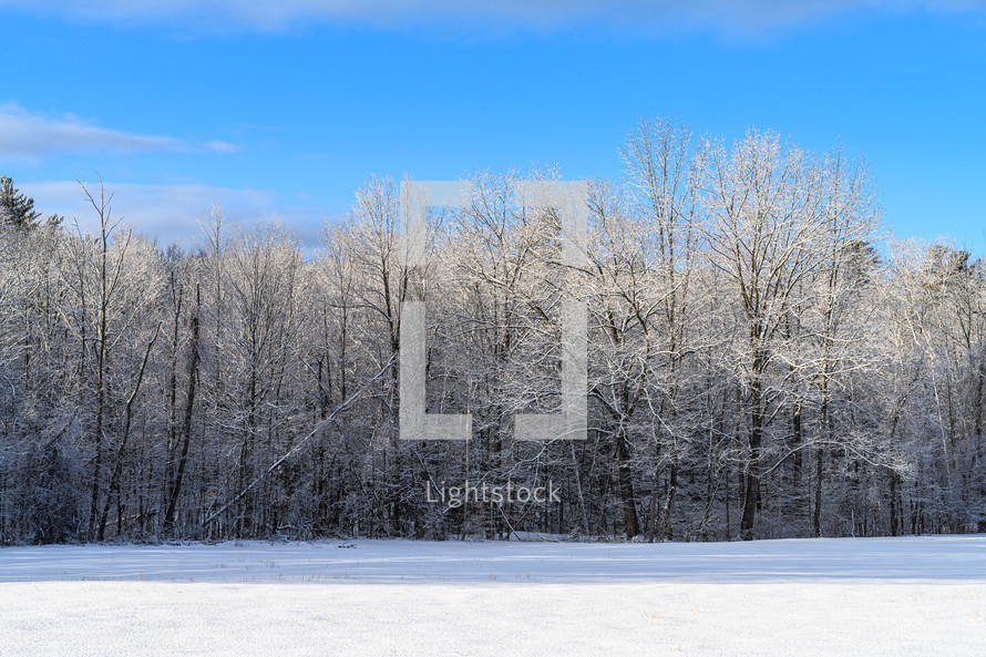 frozen winter forest 