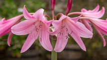 Stigma and Stamen of Pink Crinum Lilies