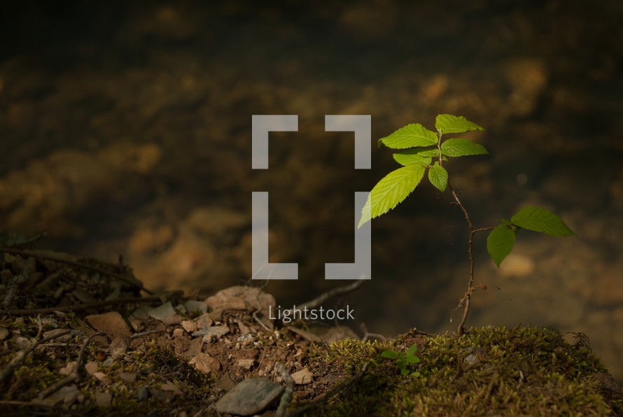 sapling on a forest floor 
