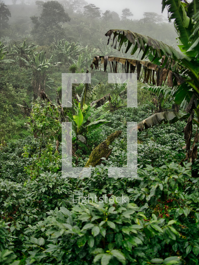 coffee farm in Honduras 