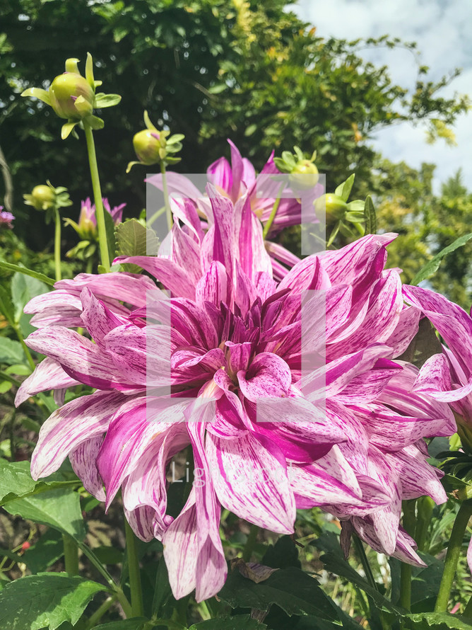 large pink and white flower in a garden 