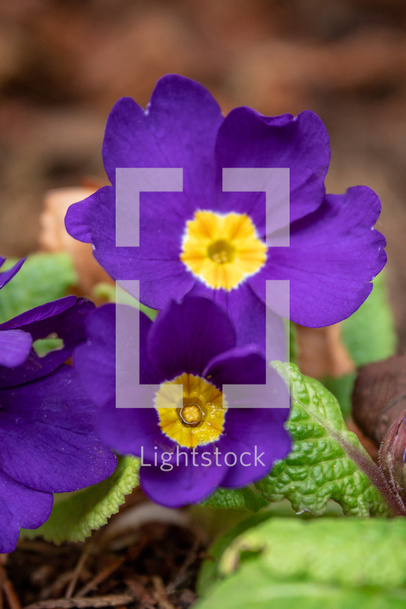 Two Purple Primrose Flowers in the Garden