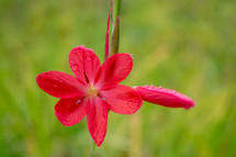 Raindrops on Red Bush Lily with Green Grass
