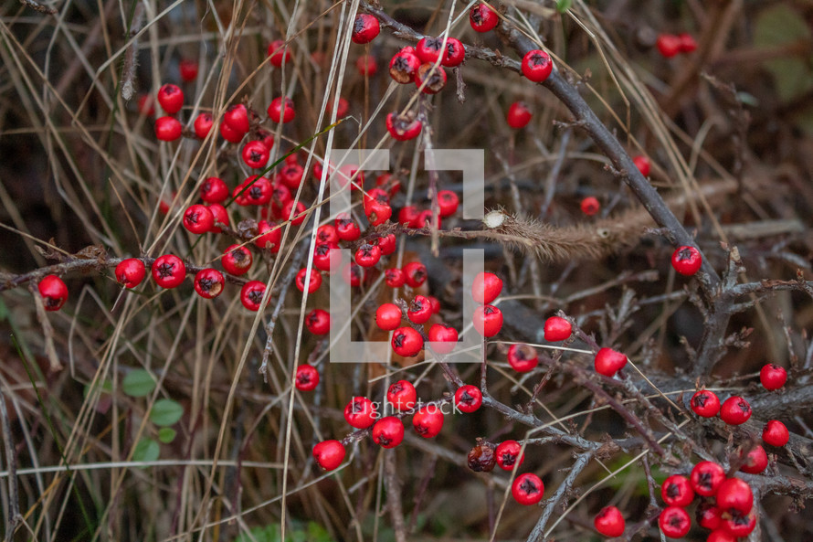 A Cluster of Red Berries in the Winter