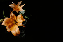Orange lilies on black background,
