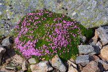 pink flowers growing among rocks.