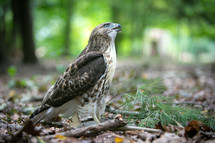 Red tailed hawk on the ground in the woods with hunted squirrel
