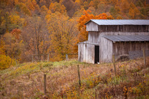 Cat in the doorway of old wooden barn with metal roof near the woods with trees that have fall foliage during autumn 