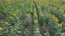 Drone footage captures a forward flight over a vibrant field of sunflowers in full bloom, arranged in neat rows