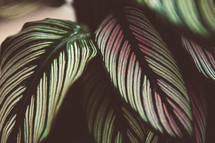 striped leaves 