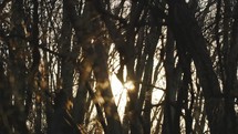 sunlight through trees in a forest 