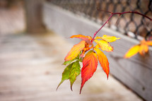 Bunch of colorful Autumn leaves sticking out of fence on wooden walkway