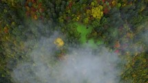 Fog and autumn colors in the mountain forest