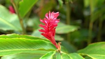 Hawaii Tropical Flower